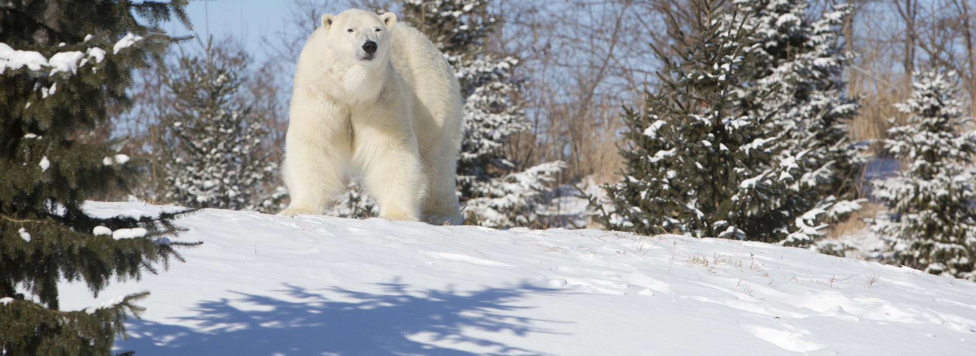 2021 Virtual Polar Bear Challenge CanadaHelps